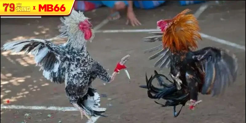 Khái niệm về đá gà cựa dao Khái niệm về đá gà cựa dao