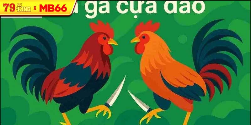 Những lưu ý khi tham gia đá gà cựa dao Những lưu ý khi tham gia đá gà cựa dao