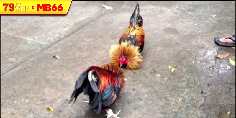 Đá gà tre trong kỷ nguyên số và trực tuyến Đá gà tre trong kỷ nguyên số và trực tuyến