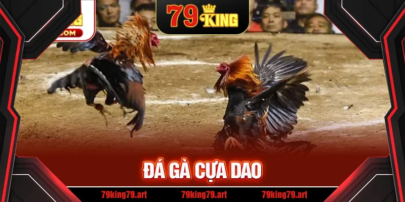Đá Gà Cựa Dao – Trận Đấu Của Những Chiến Kê Hùng Mạnh