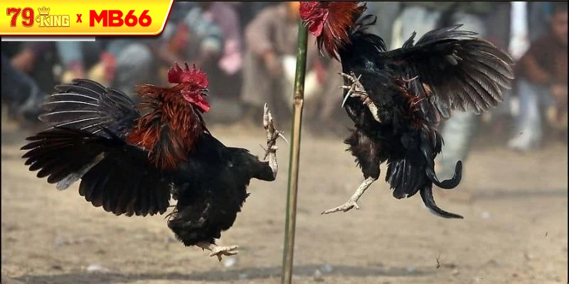 Kinh nghiệm khi tham gia Đá Gà Thomo