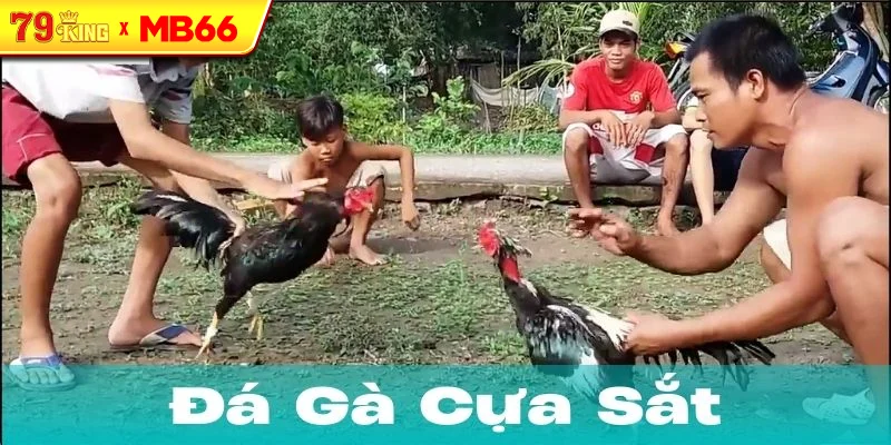 Lịch sử và ý nghĩa của đá gà cựa sắt