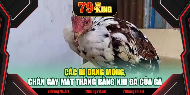 Các dị dạng móng, chân gây mất thăng bằng khi đá của gà