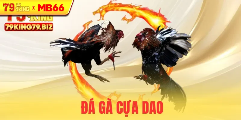 Đá gà cựa dao tại 79king