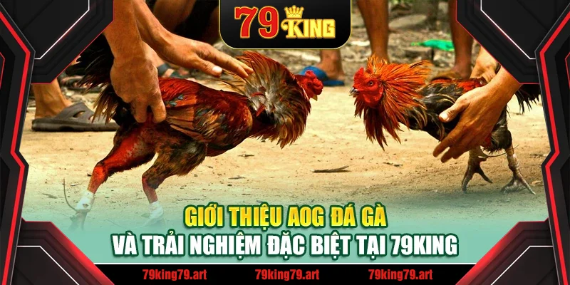 Giới thiệu AOG đá gà và trải nghiệm đặc biệt tại 79King