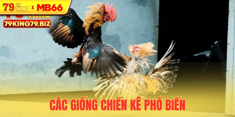 Một số giống kê chiến bạn có thể chọn để thắng lớn