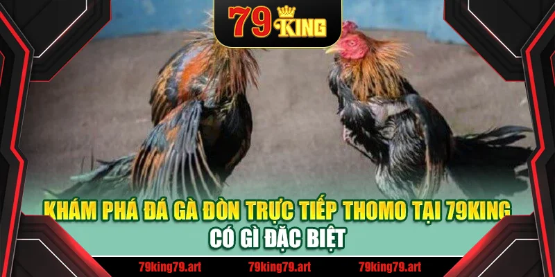 Khám phá đá gà đòn trực tiếp thomo tại 79King có gì đặc biệt