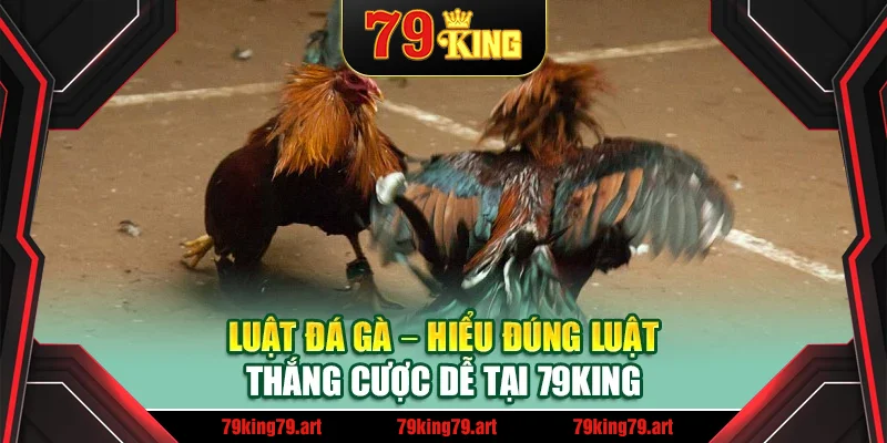 Luật Đá Gà – Hiểu Đúng Luật, Thắng Cược Dễ Tại 79King