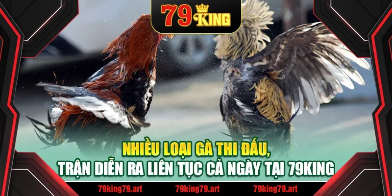 Nhiều loại gà thi đấu, trận diễn ra liên tục cả ngày tại 79King