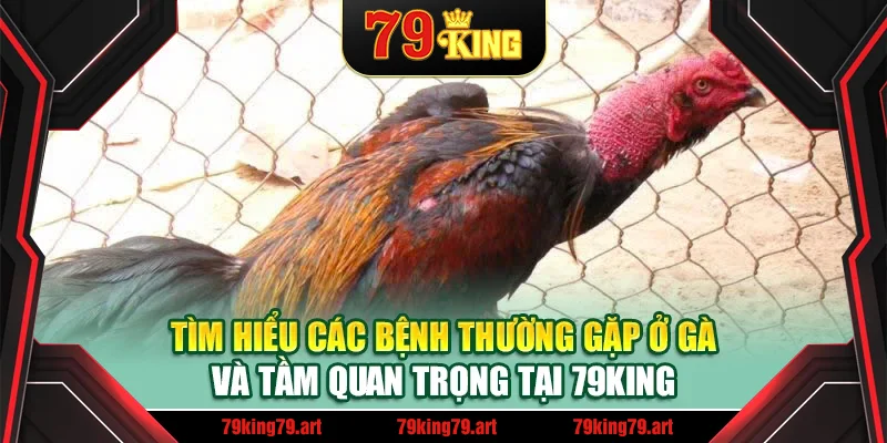 Tìm hiểu các bệnh thường gặp ở gà và tầm quan trọng tại 79King