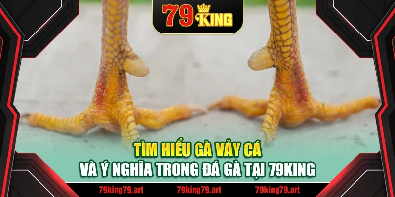 Tìm hiểu gà vảy cá và ý nghĩa trong đá gà tại 79King
