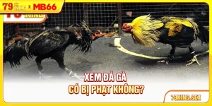 Xem đá gà có bị phạt không?